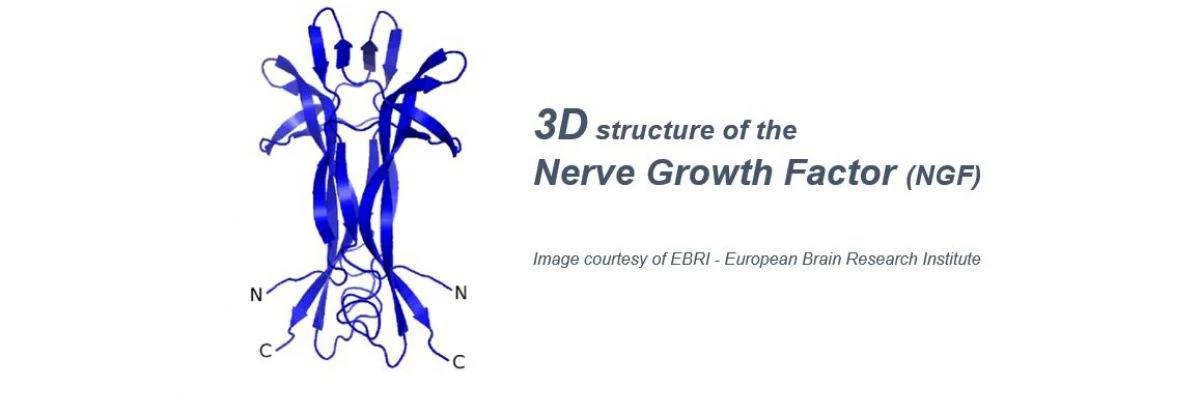 ebri image NGF