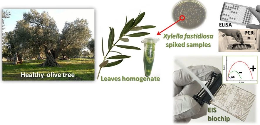 Development of a lab-on-a-chip method for rapid assay of Xylella fastidiosa
